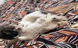 Selkirk Rex cats for sale: Gorgeous Selkirk Rex kittens - Image 13
