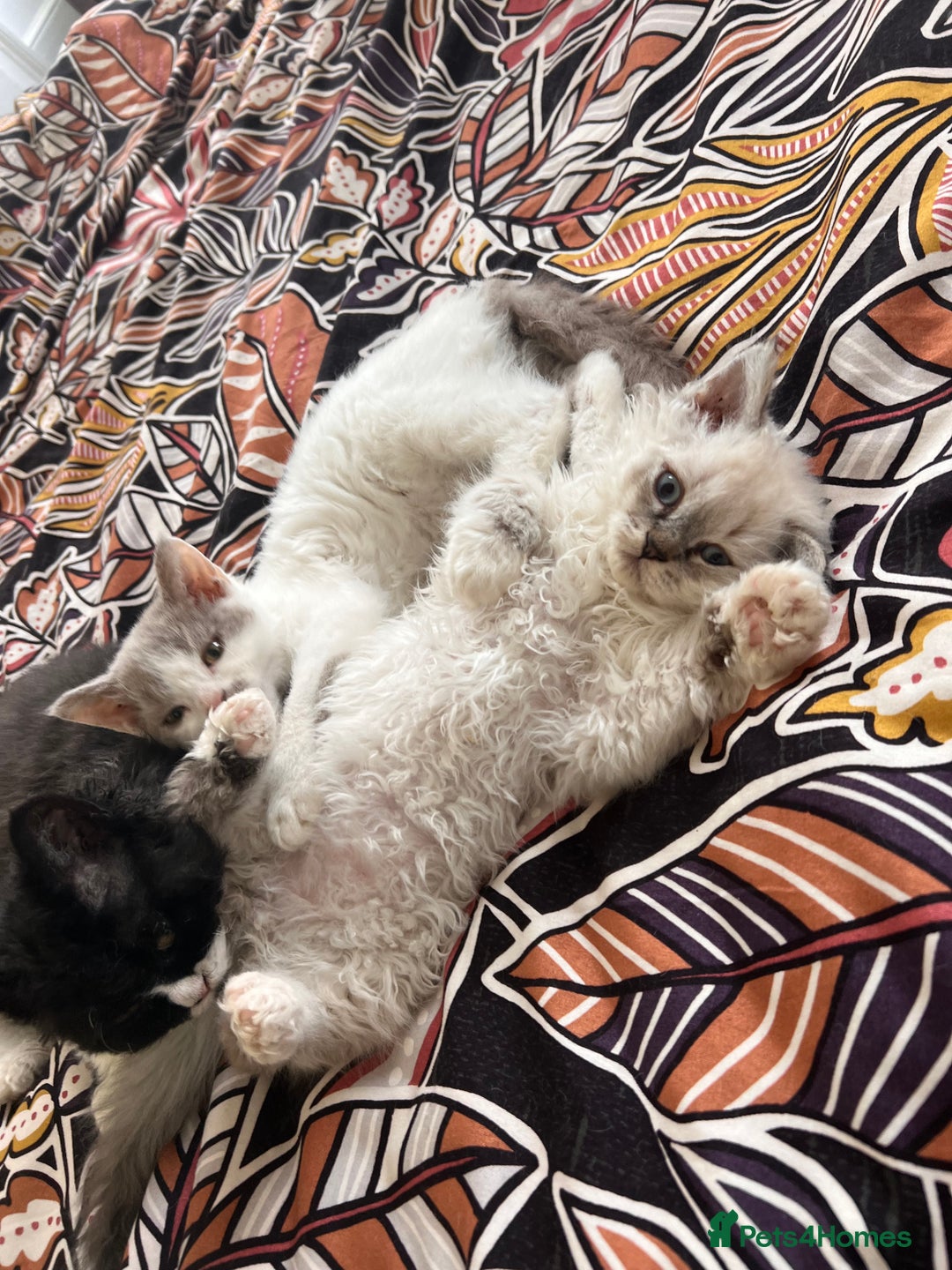 Selkirk Rex cats for sale: Gorgeous Selkirk Rex kittens - Image 13