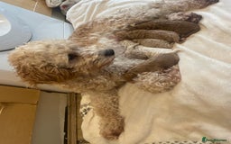 Cavapoo dogs for sale: FB2 cavapoo puppies-1girl & 6 boys - Image 5