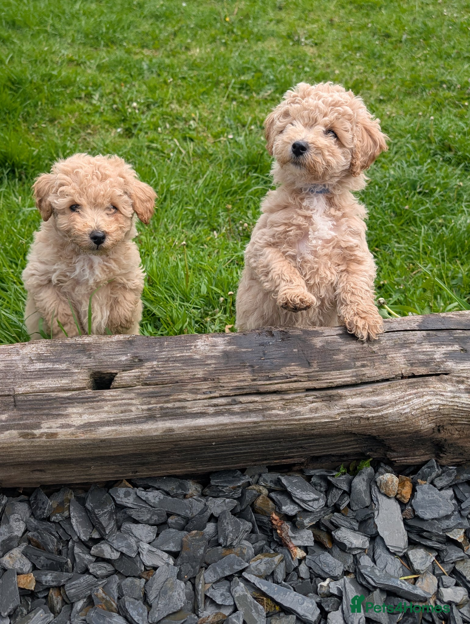 Poochon dogs Beautiful poochon puppies  - Advert 1