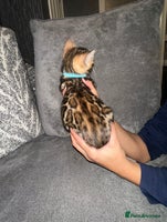 Bengal cats - Advert 7