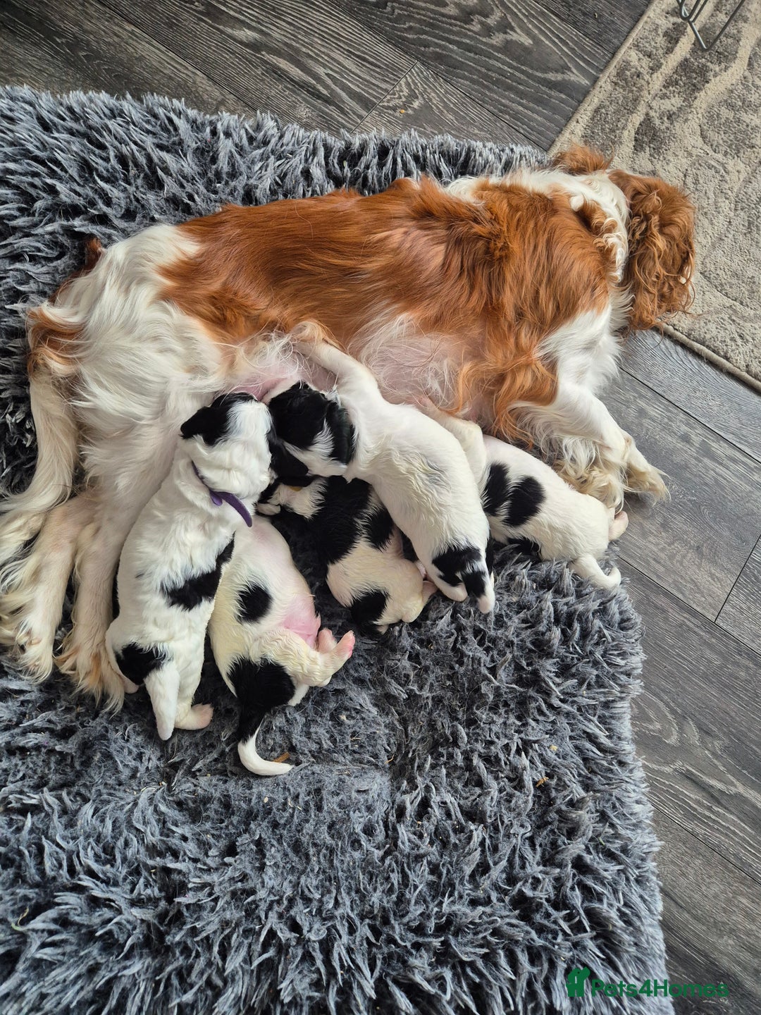 Cockalier dogs for sale: Cavalier king Charles spaniel x cocker spaniel  - Image 23