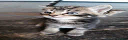 Mixed Breed cats for sale: Beautiful kittens  - Advert 1
