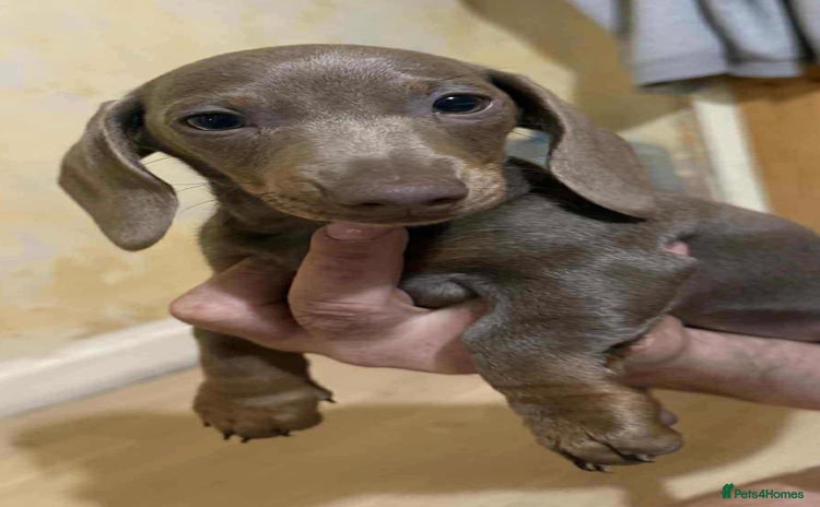 Dachshund dogs - Advert 1