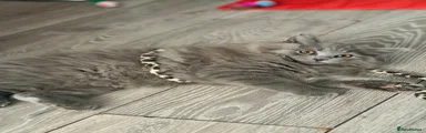 British Longhair 3
