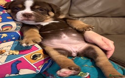 Mixed Breed dogs for sale: Bullpei puppies  - Image 4