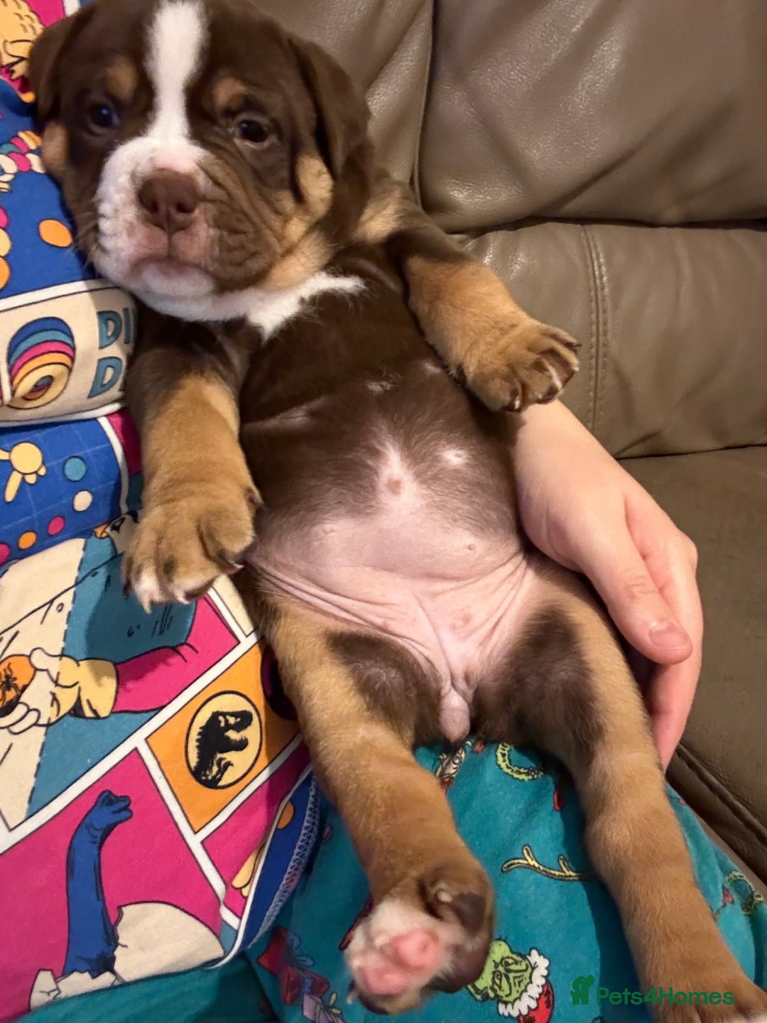 Mixed Breed dogs for sale: Bullpei puppies  - Image 4