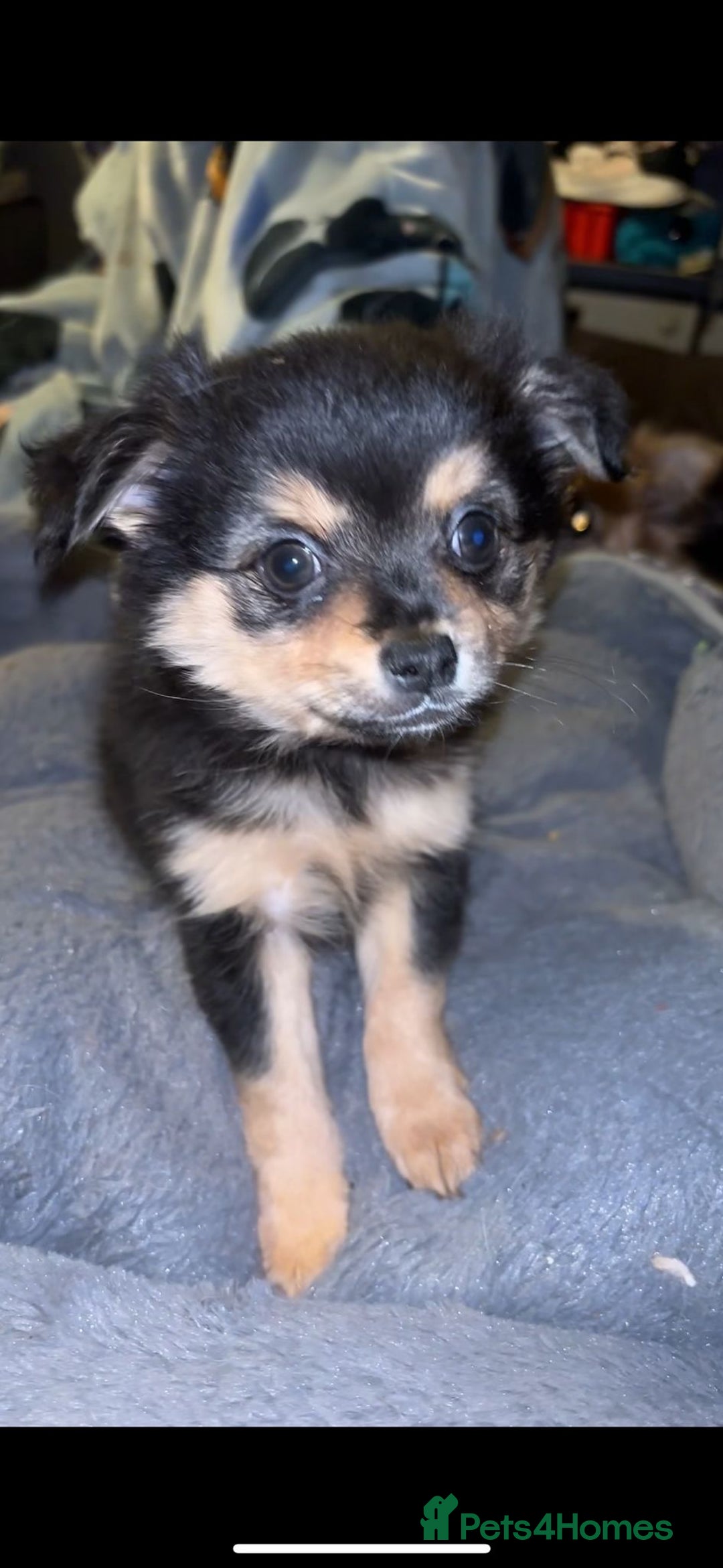 Pomchi dogs for sale: Beautiful Pomch puppies - Advert 8