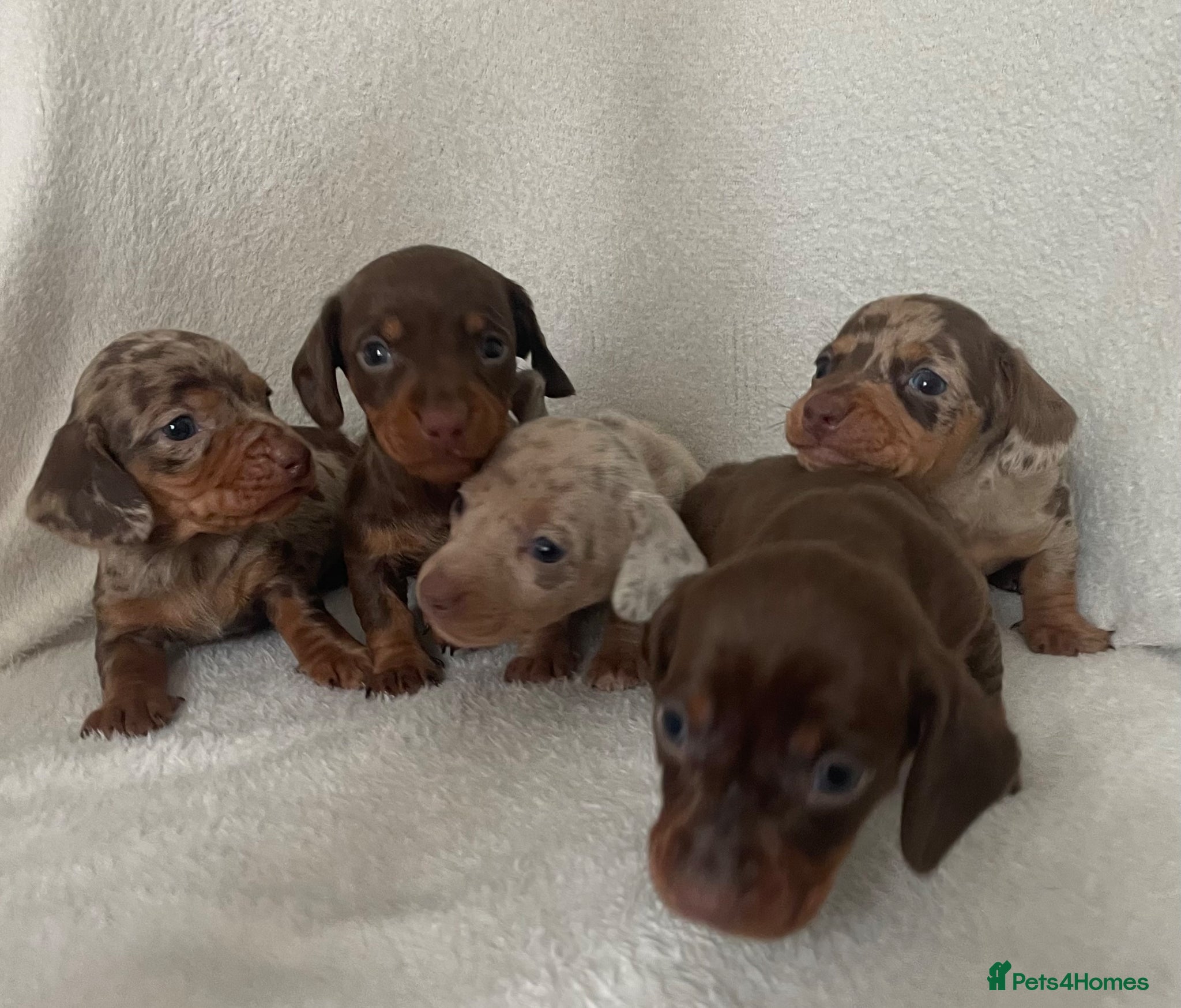 Miniature Dachshund dogs 💖Gorgeous mini dachshund puppies💙 - Advert 3
