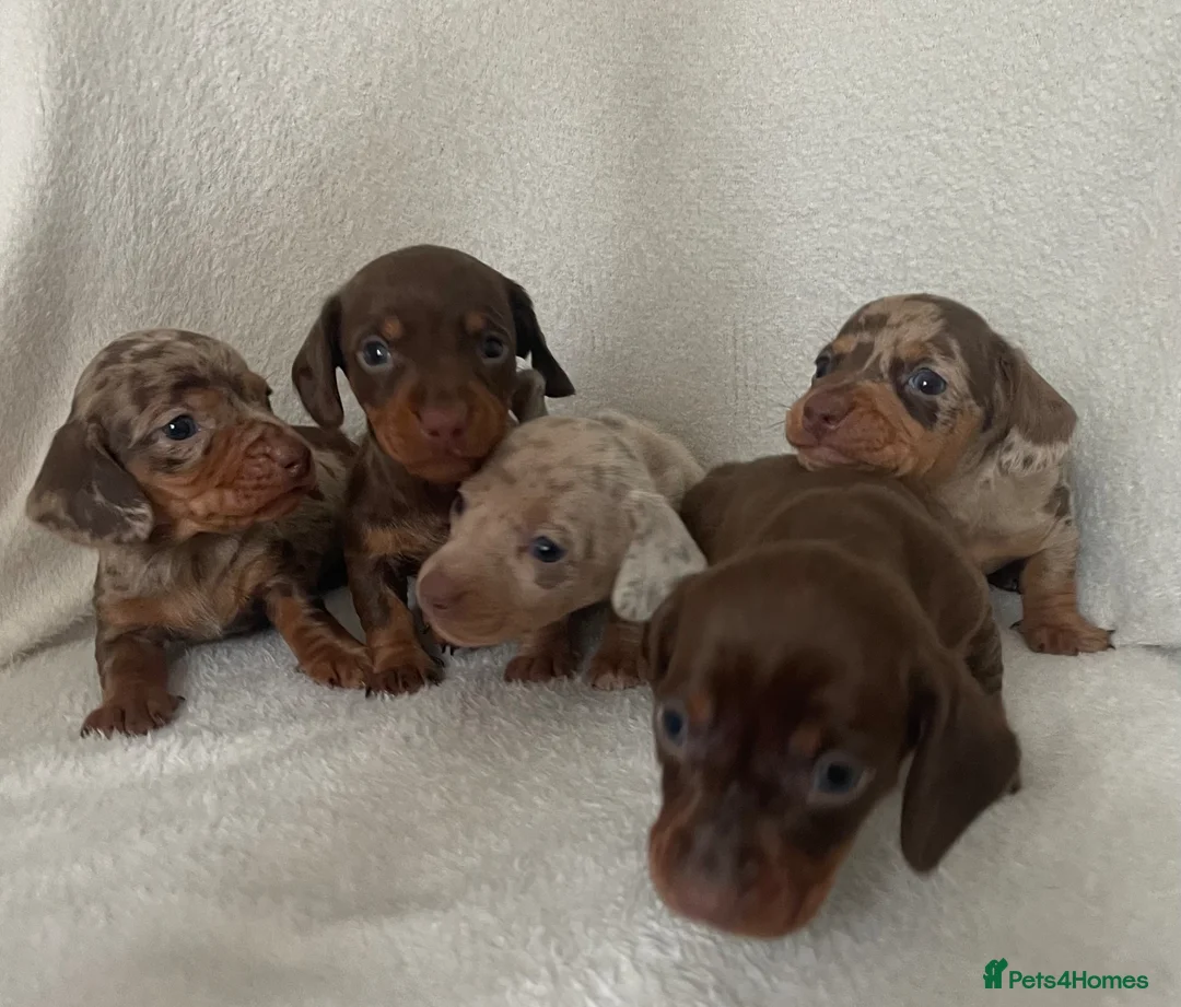 Miniature Dachshund dogs for sale: 💖Gorgeous mini dachshund puppies💙 - Advert 1