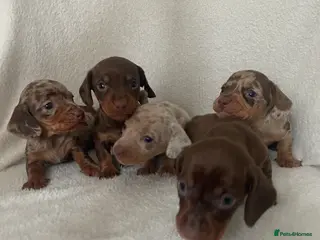 Miniature Dachshund dogs 💖Gorgeous mini dachshund puppies💙 - Advert 3