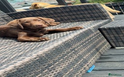 Labrador Retriever dogs for sale: Chocolate Lab 5 month Female - Image 7