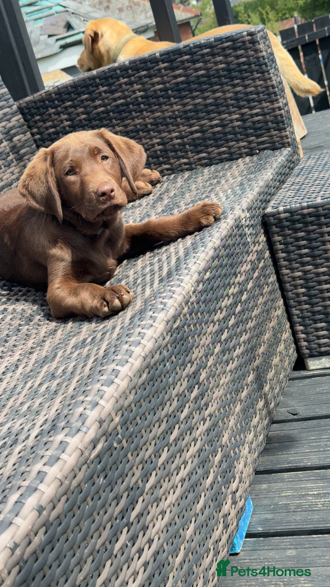 Labrador Retriever dogs for sale: Chocolate Lab 5 month Female - Image 7