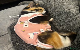 Domestic Shorthair cats for sale: Are you Bambis forever home? - Image 9