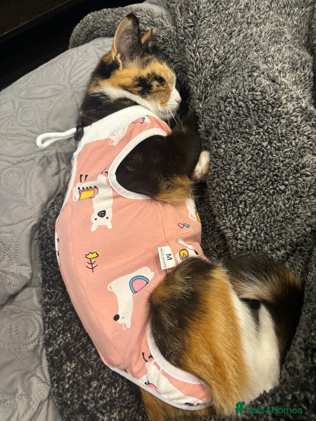 Domestic Shorthair cats for sale: Are you Bambis forever home? - Image 9