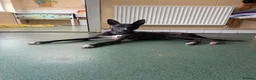 Lurcher dogs for adoption: Splash - Advert 3