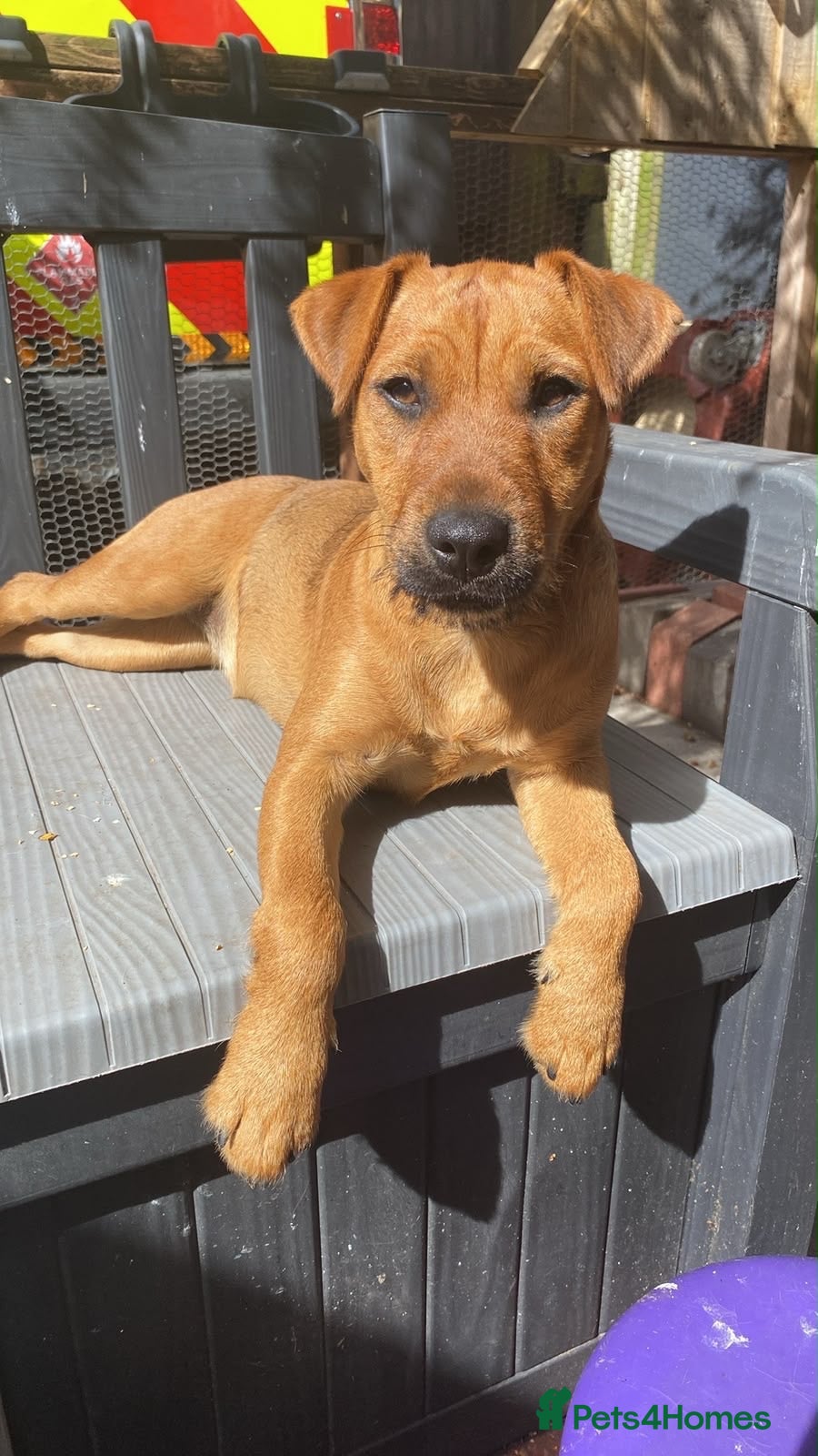 Mixed Breed dogs Beautiful Lakeland x patterdale girl  - Advert 2