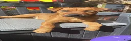 Mixed Breed dogs for sale: Beautiful Lakeland x patterdale girl  - Advert 1