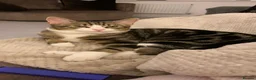 Mixed Breed cats for sale: MALE CAT FREE TO GOOD HOME - Advert 4