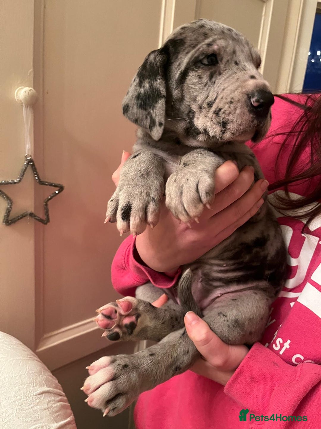 Great Dane dogs for sale: GREATEST DANE PUPS - KC Reg  - Advert 13
