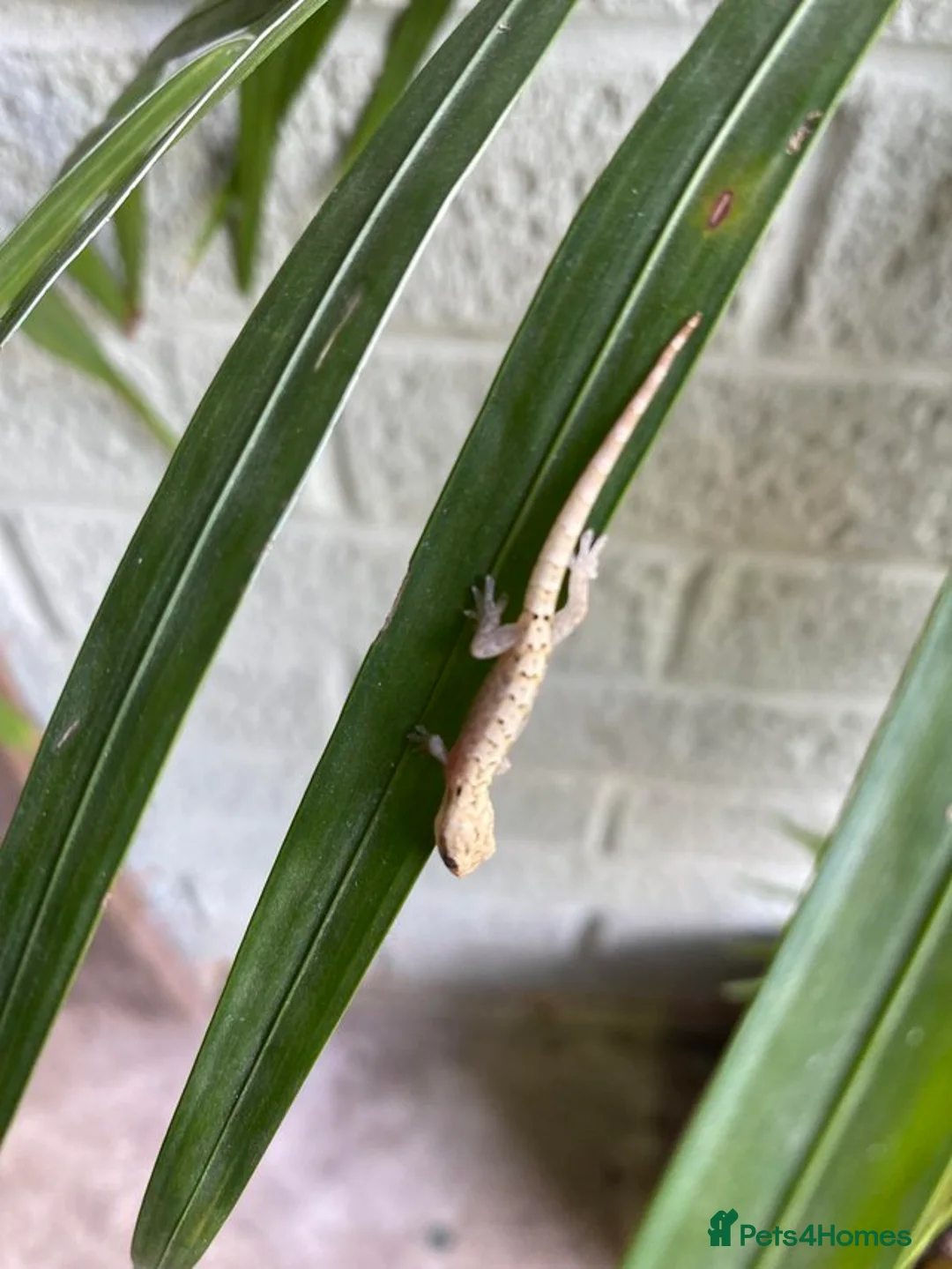 Gecko reptiles for sale: 6 x Mourning Geckos  - Advert 5