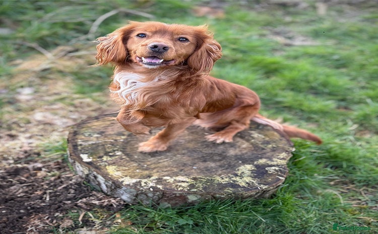 Cocker Spaniel dogs - Advert 2