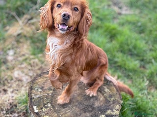 Cocker Spaniel dogs - Advert 5