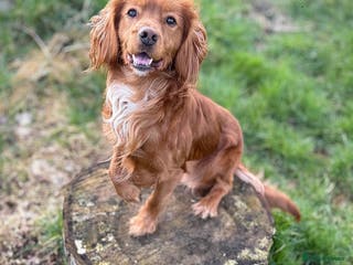 Cocker Spaniel dogs Red cocker stud - Advert 8
