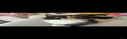Mixed Breed cats for sale: Kitten  - Advert 10