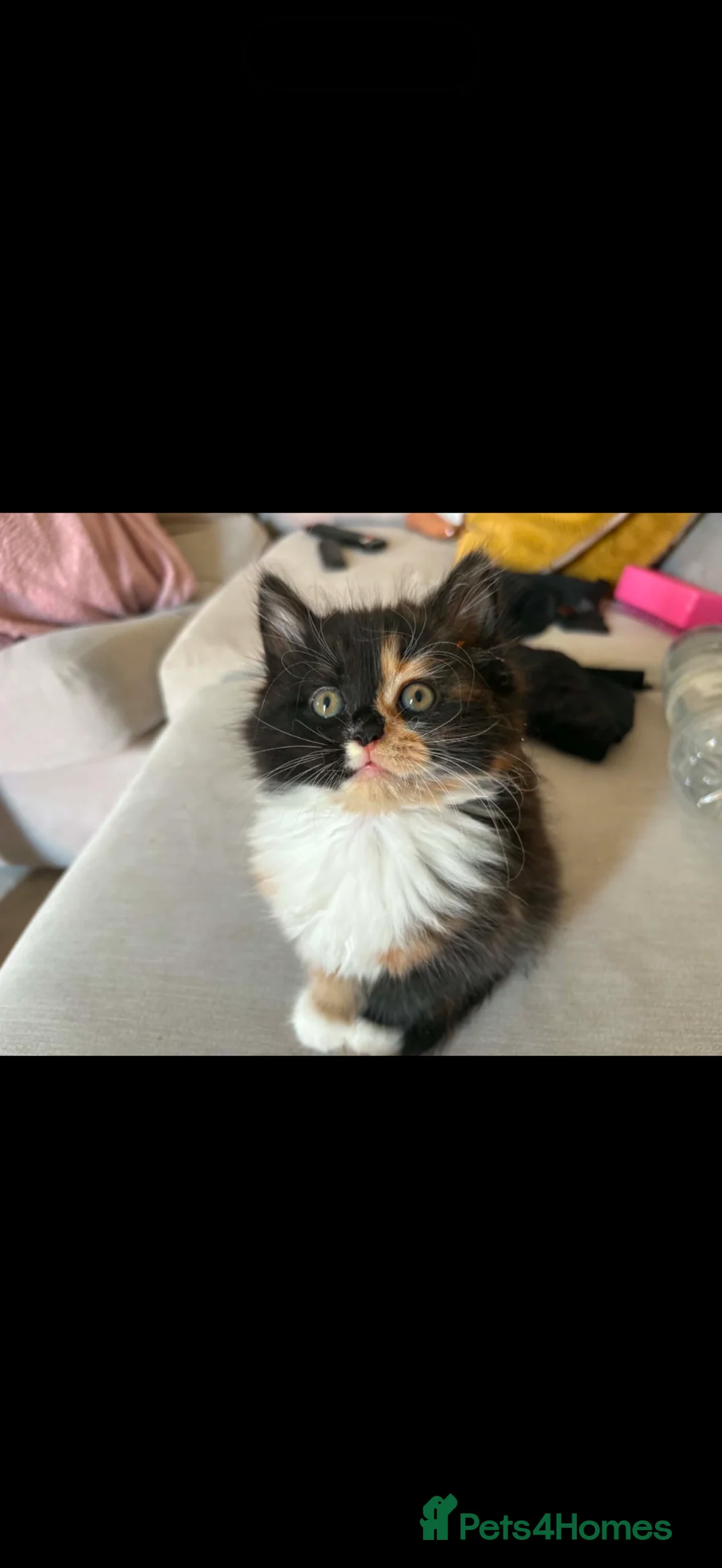 Mixed Breed cats for sale: Kitten  - Advert 10