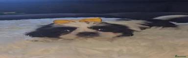 Shih Tzu 3 Yellow 