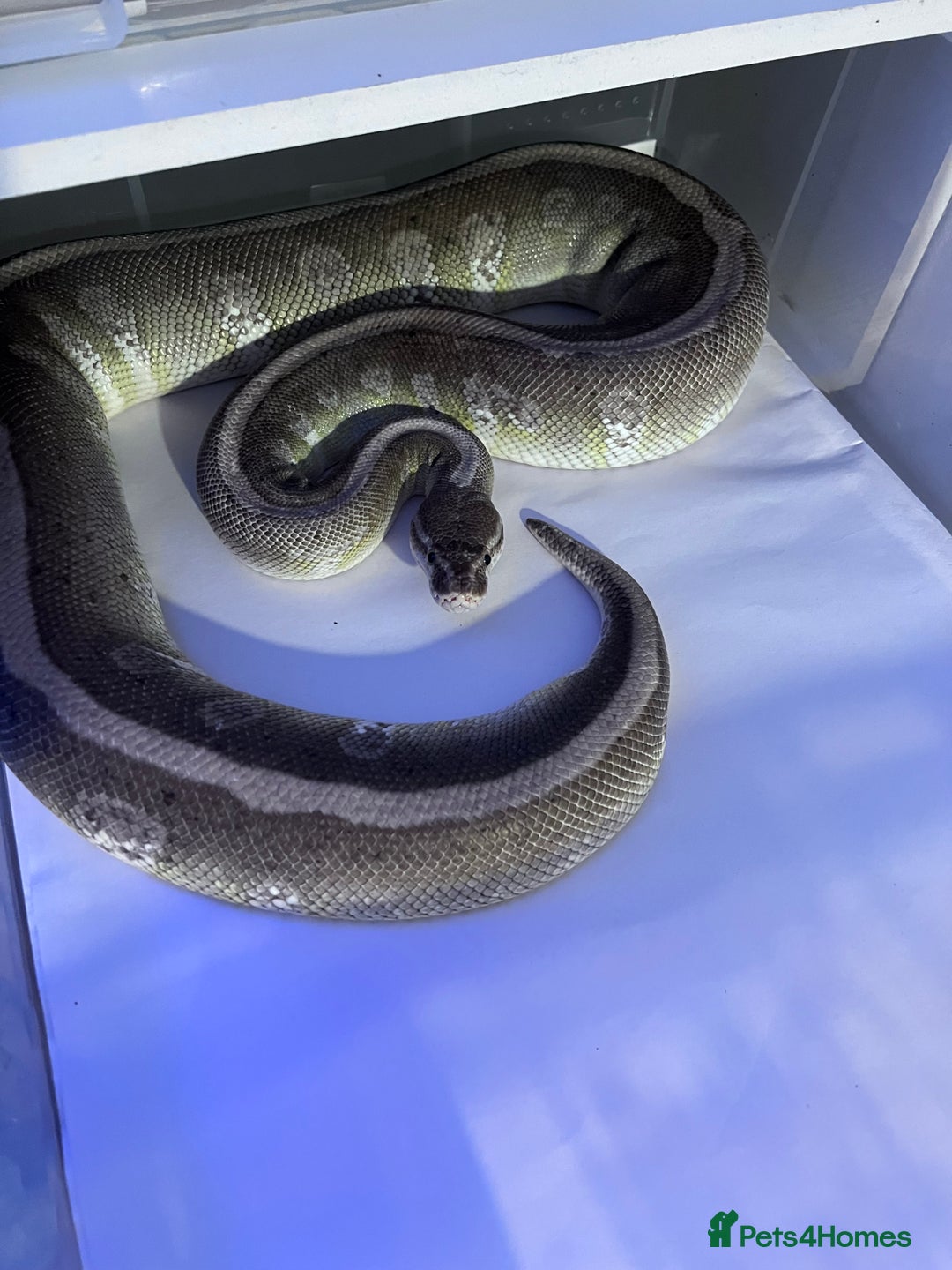 Python Snake reptiles for sale: Ball python group and snake rack setups  - Advert 6