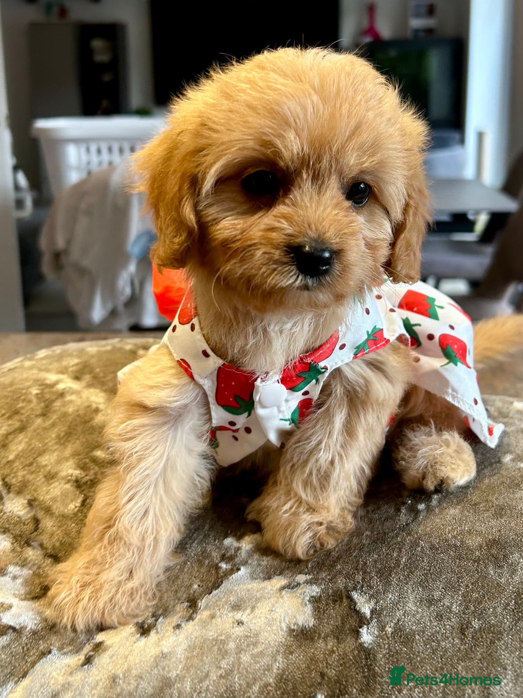 Cavapoo dogs for sale: Real Life Teddy Bears, Cavapoo babies  - Image 13
