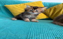 British Longhair cats for sale: British Longhair kittens - Image 9
