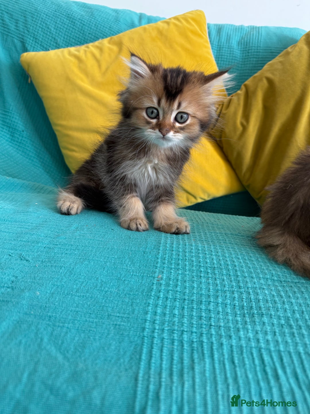 British Longhair cats for sale: British Longhair kittens - Image 9