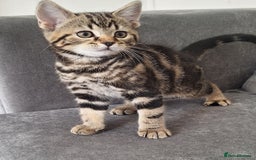 British Shorthair cats for sale: British Shorthair kitten  - Image 1