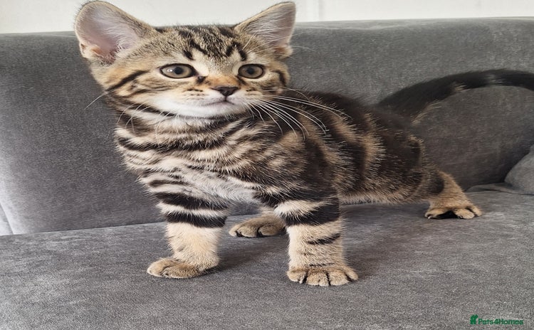 British Shorthair cats for sale - Advert 2