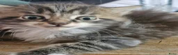 Mixed Breed cats for sale: 9 week old kittens ready to go now - Advert 6