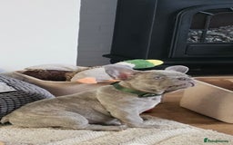 French Bulldog dogs for sale: Ralphie 12 week old French Bulldog - Image 12