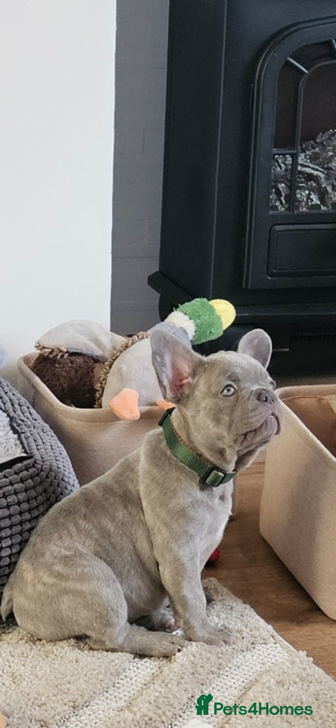 French Bulldog dogs for sale: Ralphie 12 week old French Bulldog - Image 12