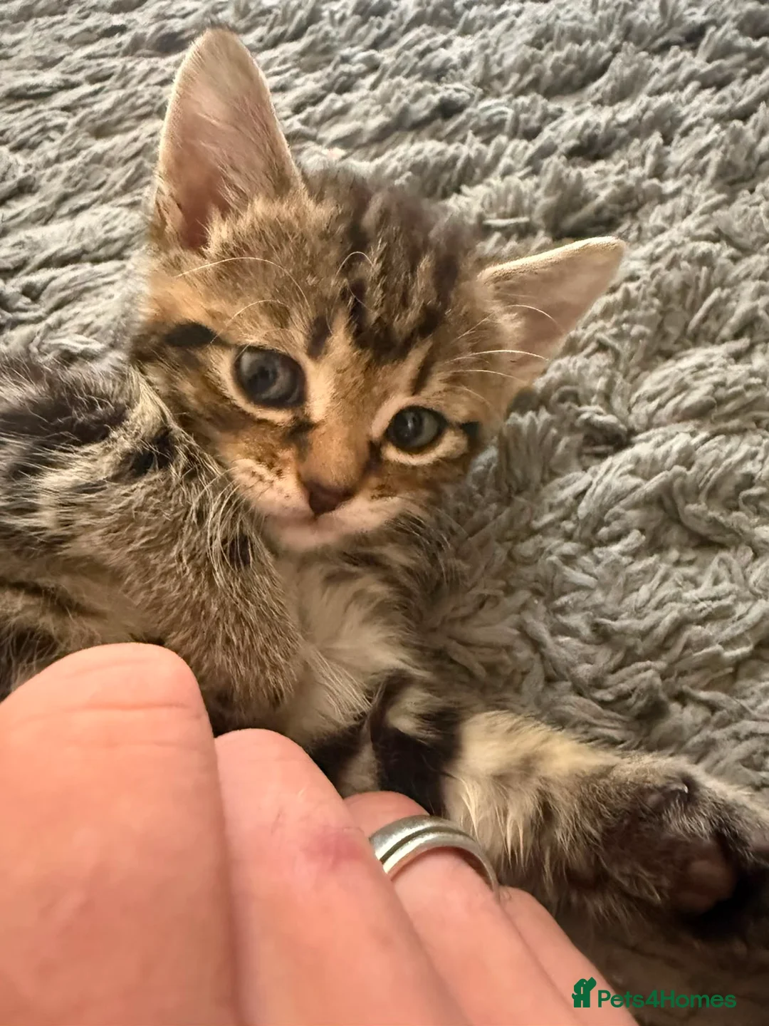 Mixed Breed cats for sale: Beautiful Female Kittens – Ready to Leave 19/06 in Holt - Advert 2