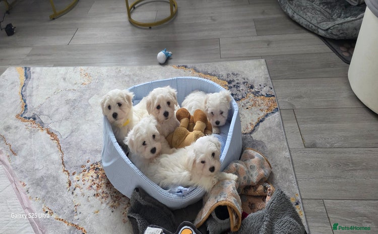 Maltese dogs - Advert 11