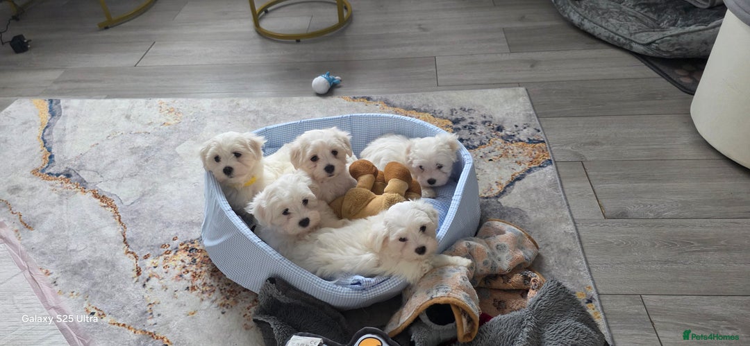 Maltese dogs for sale: Lovely Maltese Puppies - Image 7