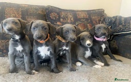 Mixed Breed dogs for sale: Beautiful Saluki x Whippet puppies - Image 8