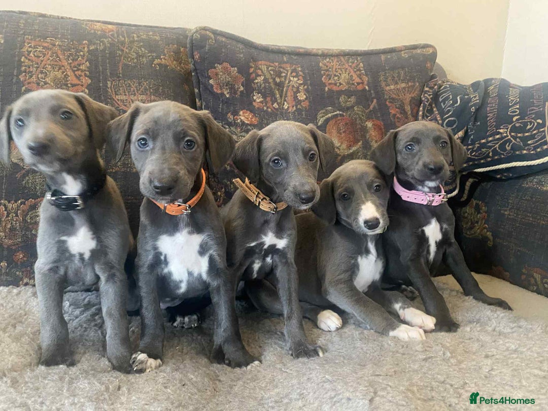 Mixed Breed dogs for sale: Beautiful Saluki x Whippet puppies - Image 8