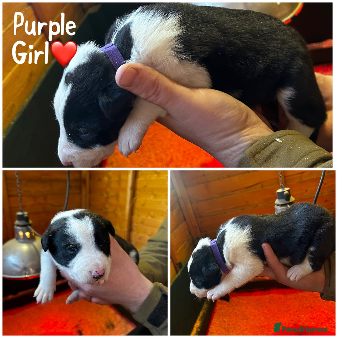 Border Collie dogs for sale: 6 healthy border collie pups - Advert 4