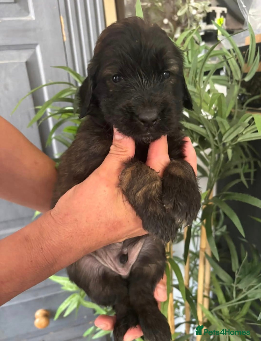 Goldendoodle dogs for sale: MultiGen Goldendoodles  - Image 20