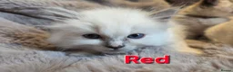 Ragdoll cats for sale: 🏆GCCF REG. EXTENSIVELY TESTED RAGDOLL KITTENS🌟 - Advert 7
