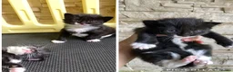 Mixed Breed cats for sale: Cute baby kittens in Falkirk - Advert 7