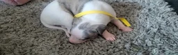 Whippet dogs for sale: Whippet puppies pure mix blue litter in Heanor - Advert 3